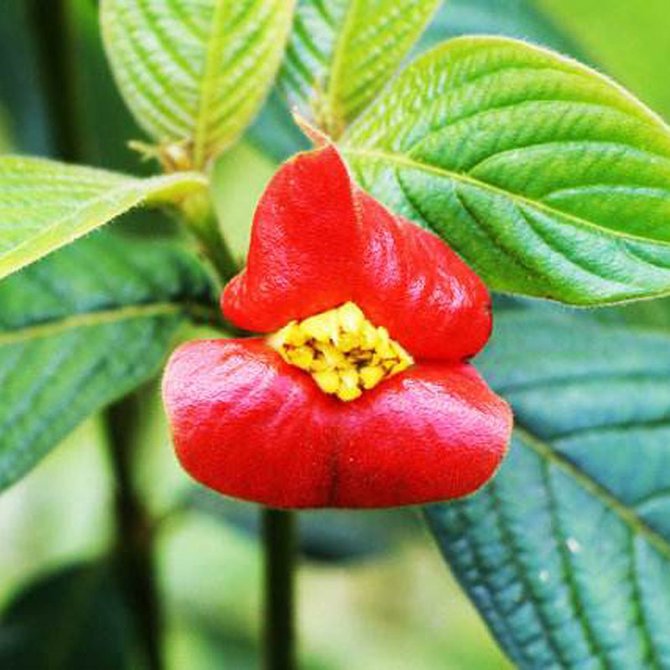 100Pcs Red Lips Flower Seeds Sexy Kiss Rosy Lip Plants Garden Bonsai Psychotria Elata Seeds